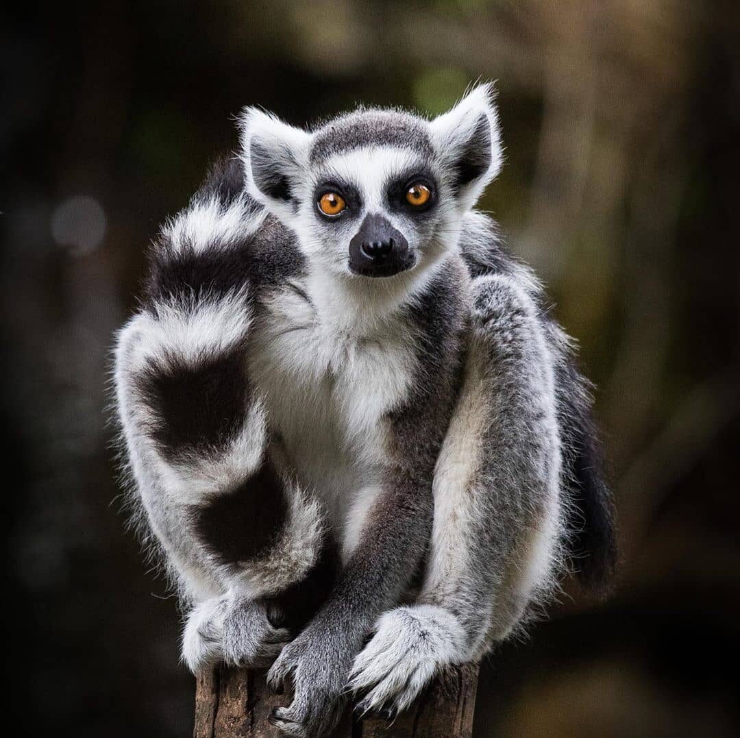 big eye lemur