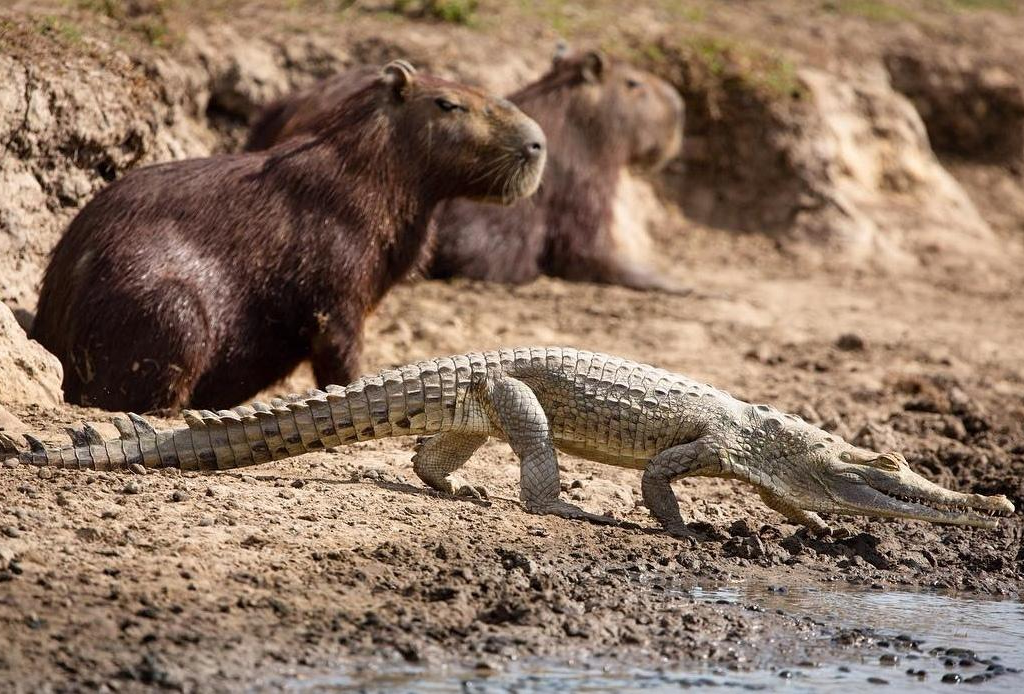 do crocodile eat capybaras