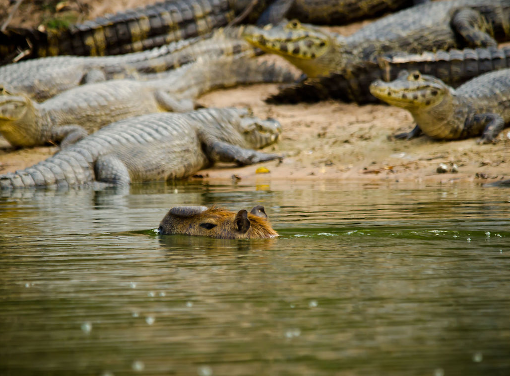 do crocodiles eat capybaras