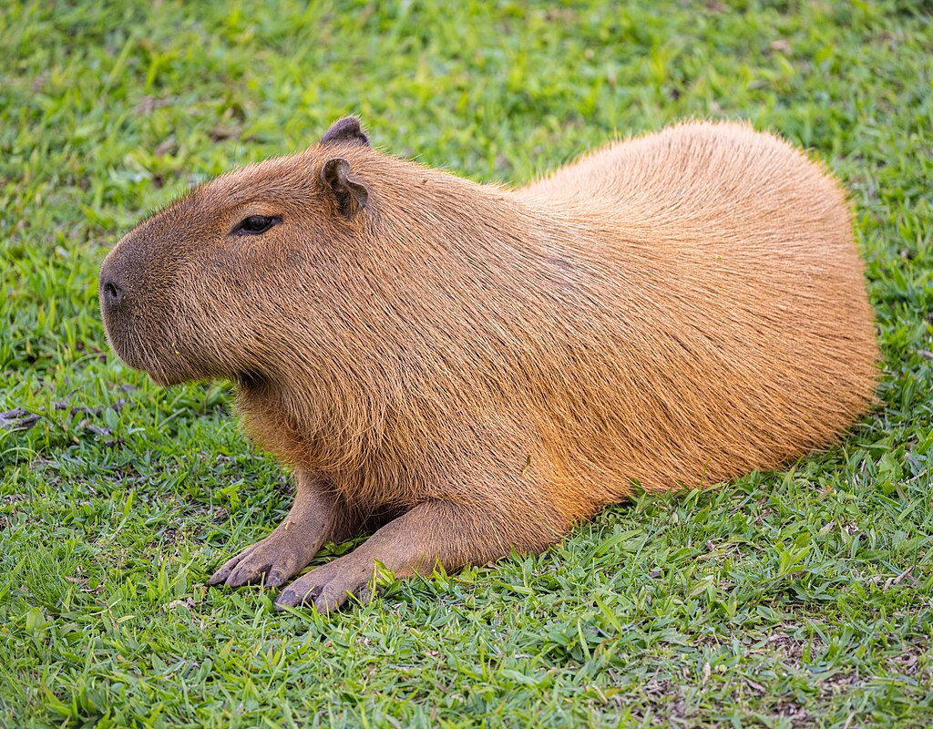 do crocodile eat capybaras